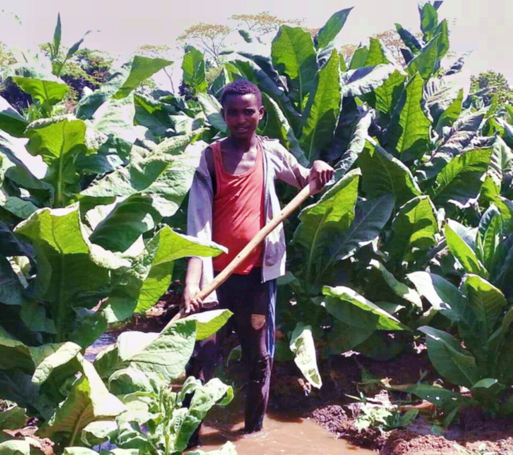 Увлекательный взгляд на усердного фермера-табаковода в Камеруне на зеленеющем табачном поле