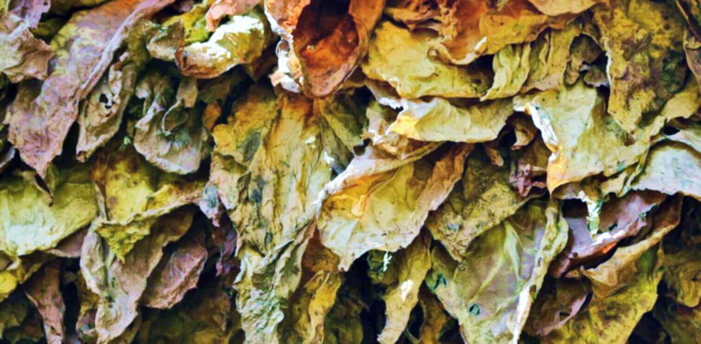 Снимок крупным планом листьев табака "Кентукки", обработанных методом флюэ